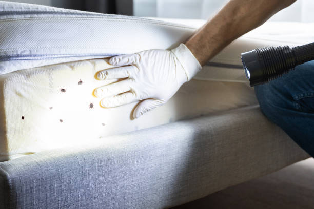Reliable Tice, FL Pest Control Solutions