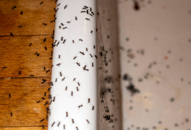 Best Pest Control Near Me  in Tice, FL
